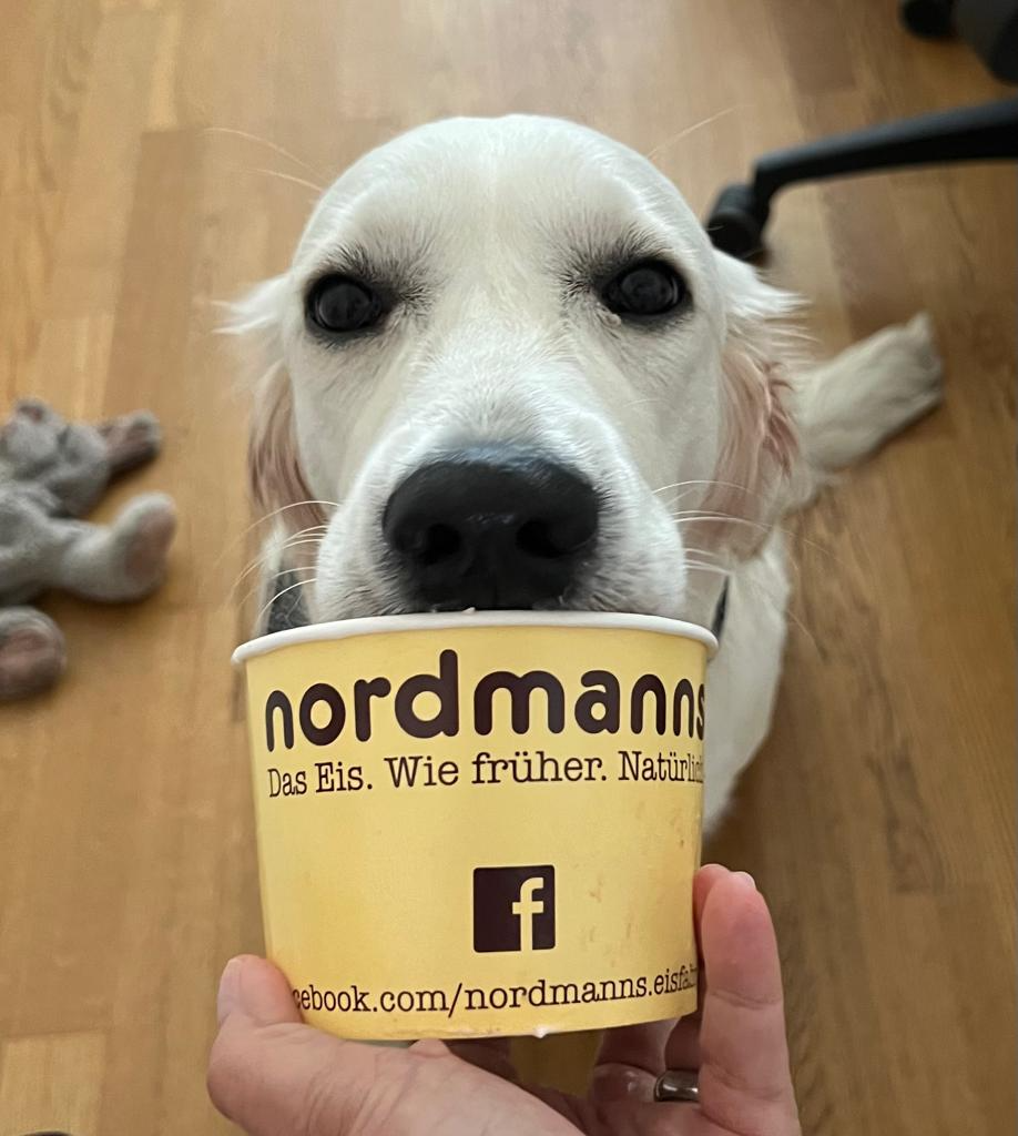 Hund mit einem Nordmanns-Eisbecher